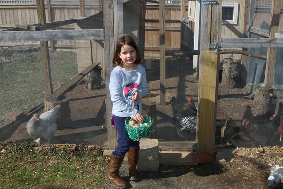 2015 04 05 EASTER ABBY COLLECTING CHICKEN EGGS (2)
