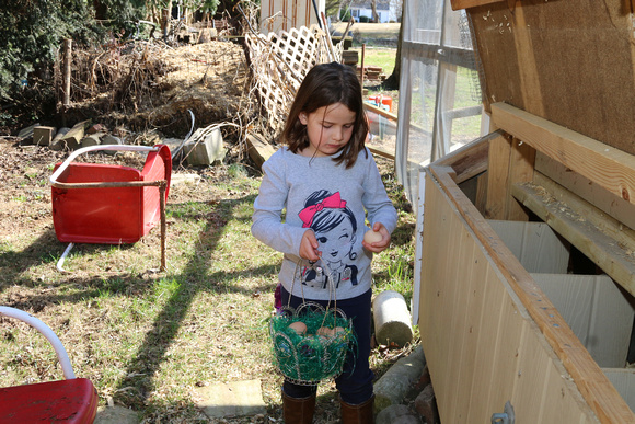 2015 04 05 EASTER ABBY COLLECTING CHICKEN EGGS (1)